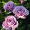 Роза миниатюрная Лавендер Айс - фото 17560