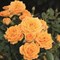 Роза миниатюрная Клементин - фото 17562