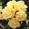 Роза миниатюрная Кандела - фото 17563