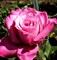 Роза клумбовая Юр Бьюти - фото 17572