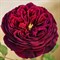Роза клумбовая Черничная Гора - фото 17573