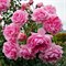 Роза клумбовая Хом энд Гарден - фото 17574