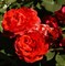 Роза клумбовая Озо - фото 17575