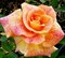 Роза клумбовая Мишель Серо - фото 17576