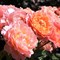Роза клумбовая Мари Кюри - фото 17577