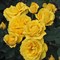 Роза клумбовая Гарт де Орт - фото 17579
