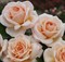 Роза  чайно-гибридная Карэдж - фото 17582