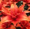 Лилия махровые Ред Твин - фото 17988